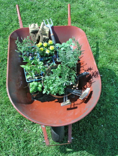 Problems That Can Lead to Lawn Damage